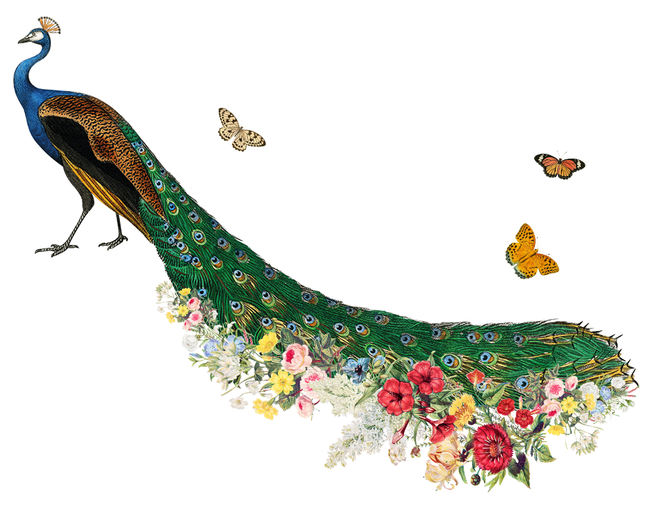 aboutpeacock